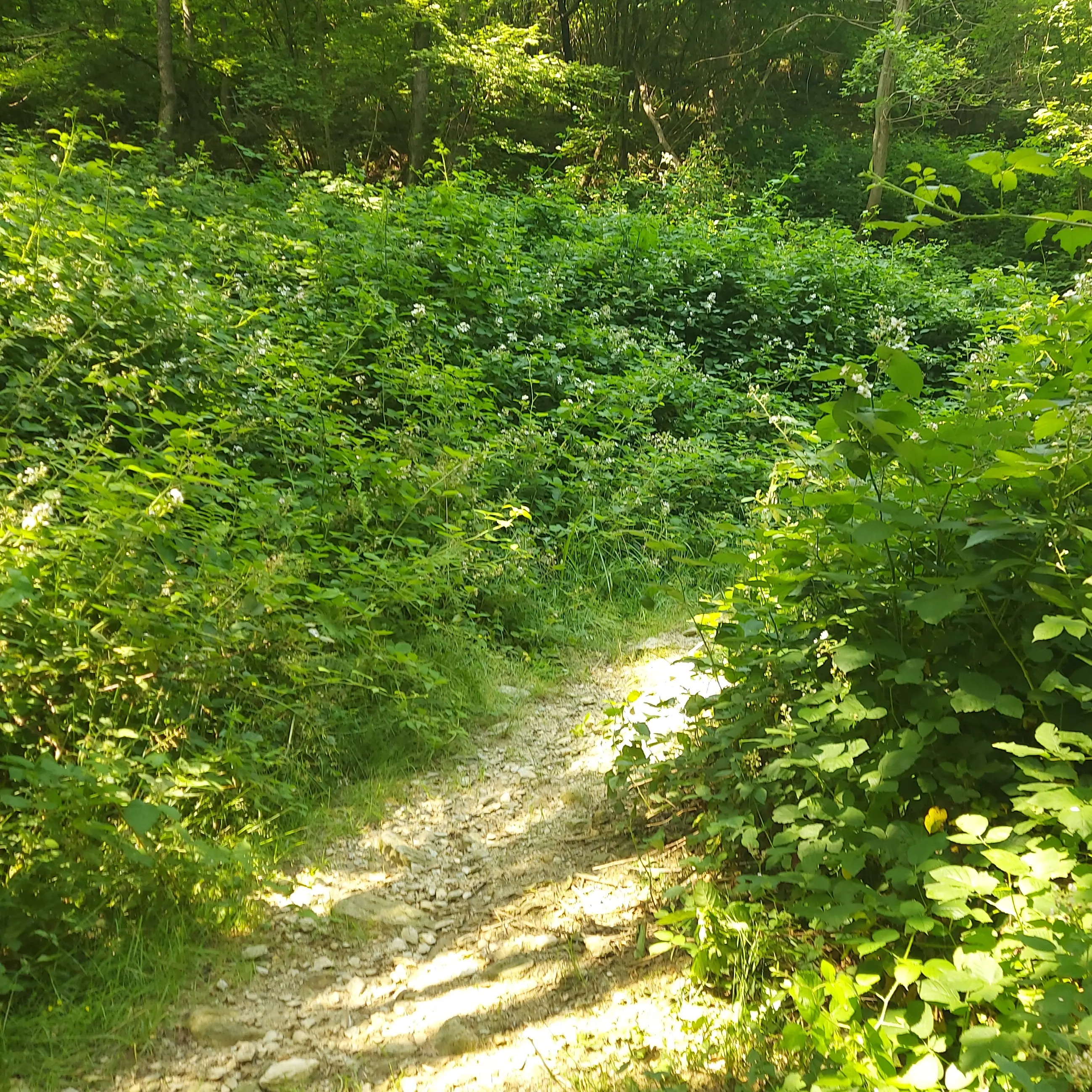 Weg durch wilde Brombeersträucher